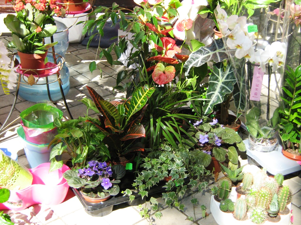 Донецк Выставка цветов 2015 комнатные растения на выставке
