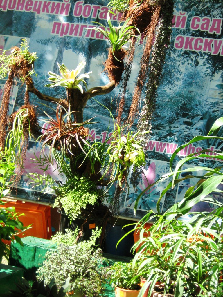 Донецк Выставка цветов 2015 Ботанический сад приглашает на экскурсию