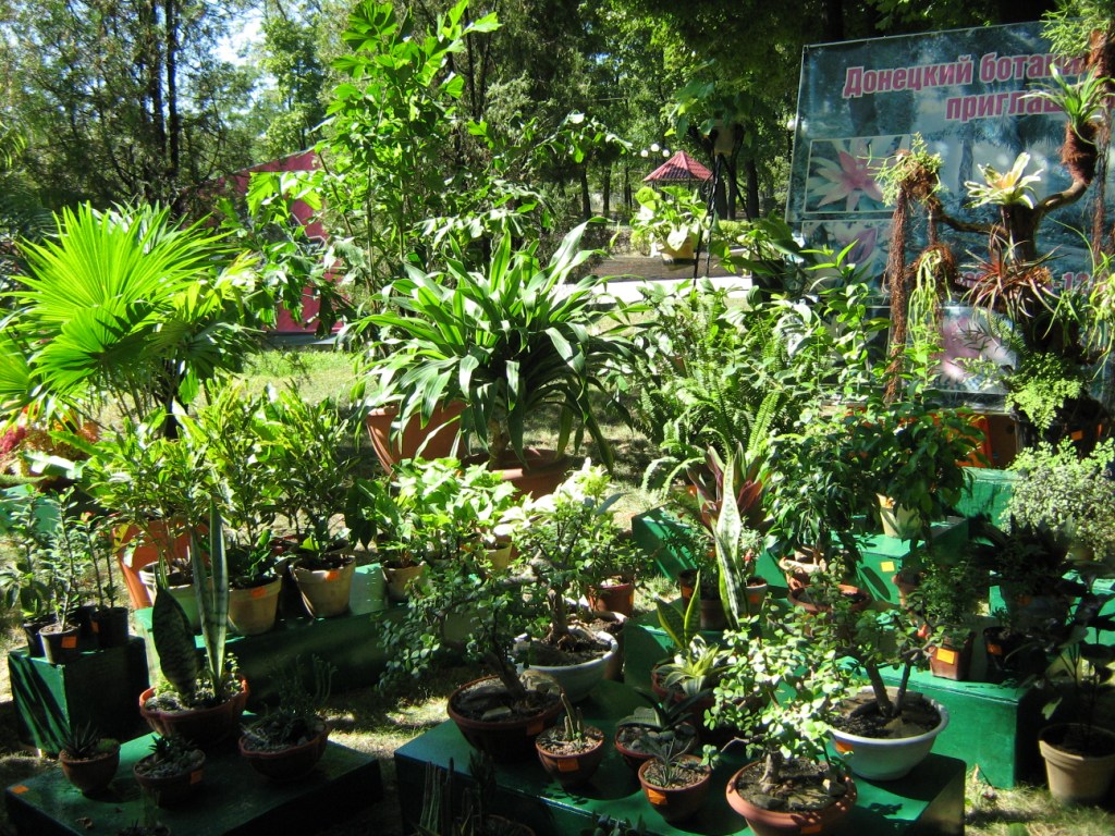 Донецк Выставка цветов 2015 Ботанический сад растения